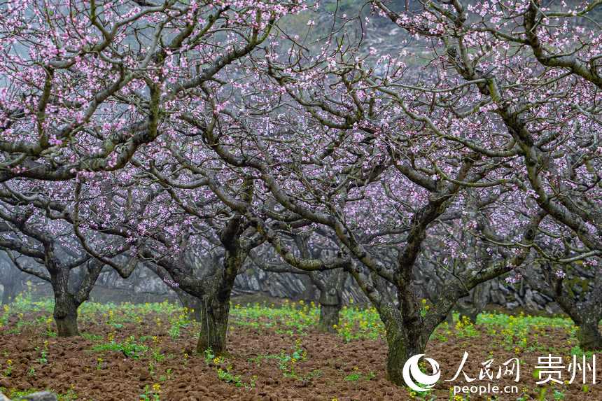 盛放的桃花搖曳在春風里。人民網 陽茜攝