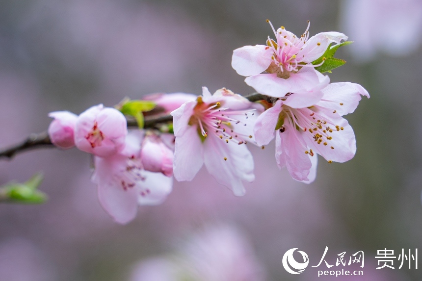 桃花綻放于枝頭。人民網 陽茜攝