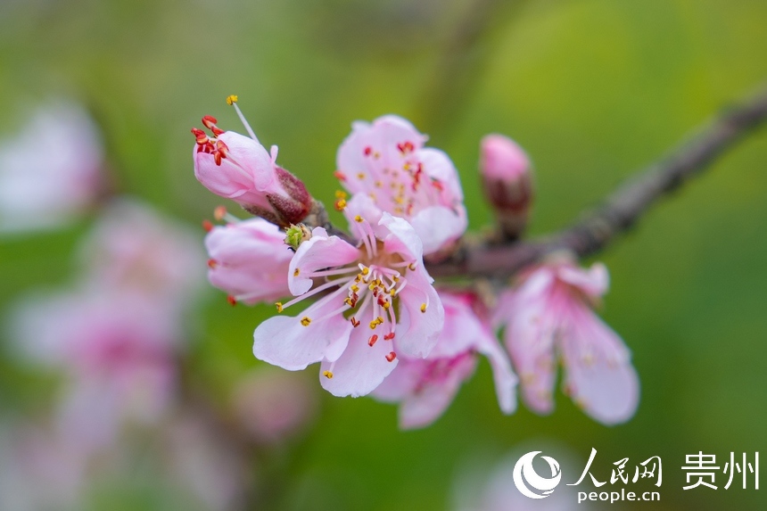 永樂鄉的桃花迎來盛開期。人民網 陽茜攝