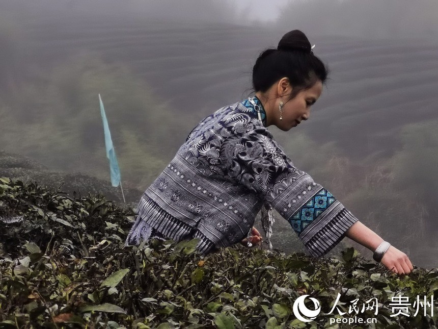 游客體驗采茶。人民網 王秀芳攝