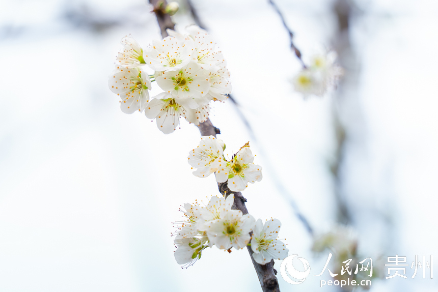 貴州省黔西市大關鎮丘林村李園中盛開的李花。涂敏攝