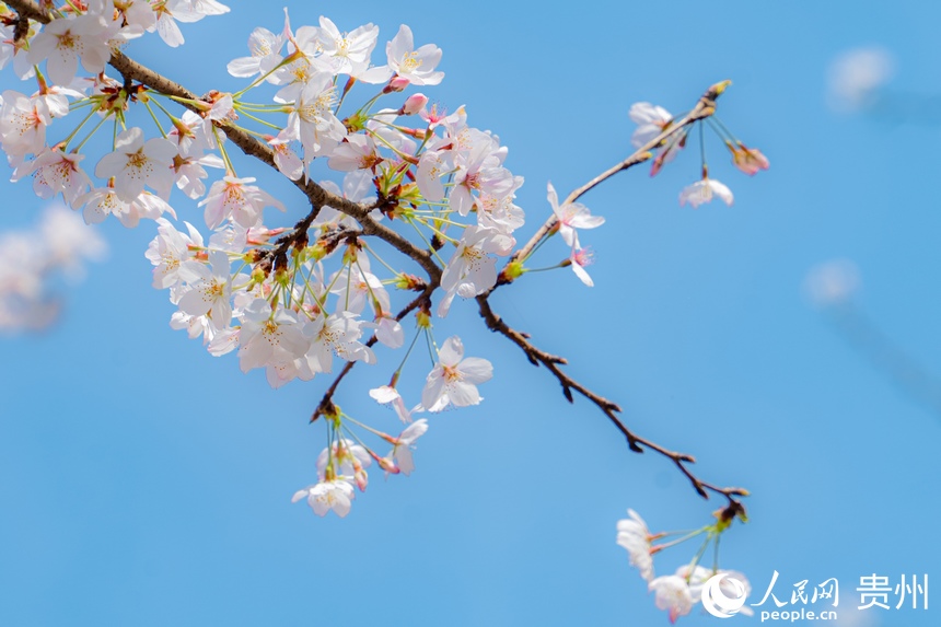 本輪花期預計將持續至三月底。人民網 陽茜攝