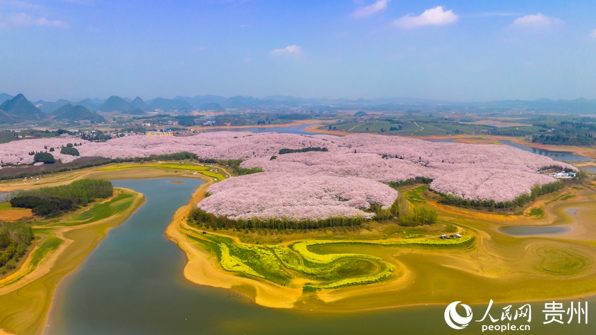 粉色櫻花油菜花遙相輝映。人民網 陽茜攝