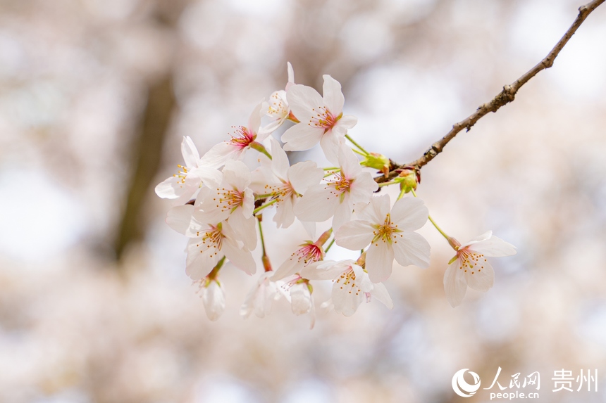 貴安櫻花已進(jìn)入盛花期。人民網(wǎng) 陽(yáng)茜攝