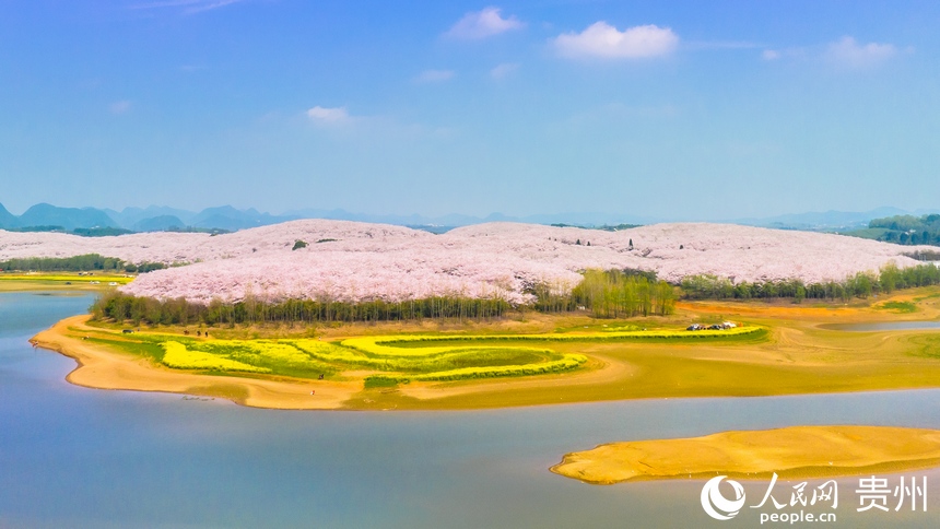 貴安櫻花園占地面積共2.4萬畝。人民網 陽茜攝