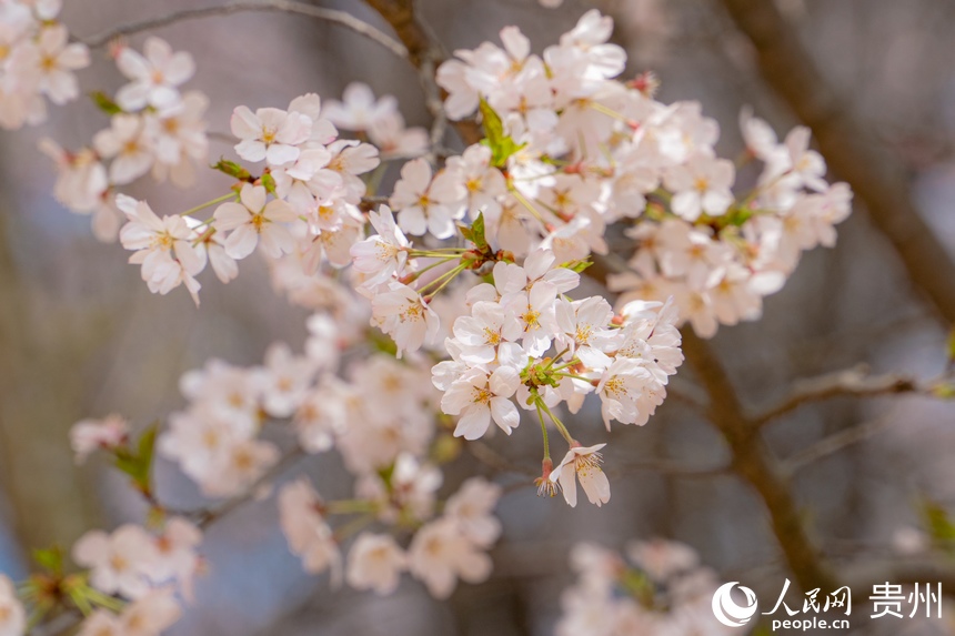 嬌艷欲滴的櫻花綻放在枝頭。人民網(wǎng) 陽茜攝