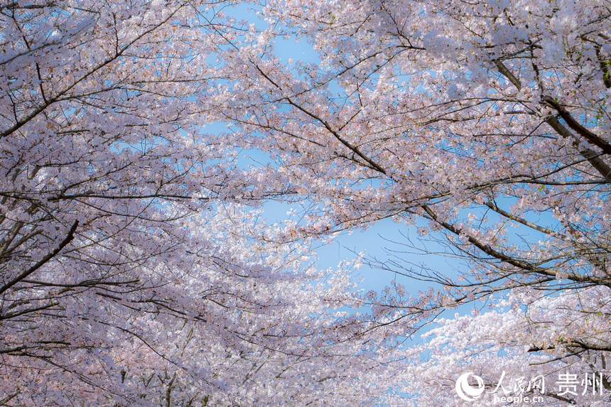 茂密的花枝交錯在空中。人民網 陽茜攝