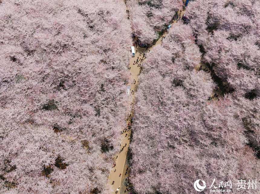 游客走在櫻花道中賞花春游。人民網(wǎng) 陽(yáng)茜攝