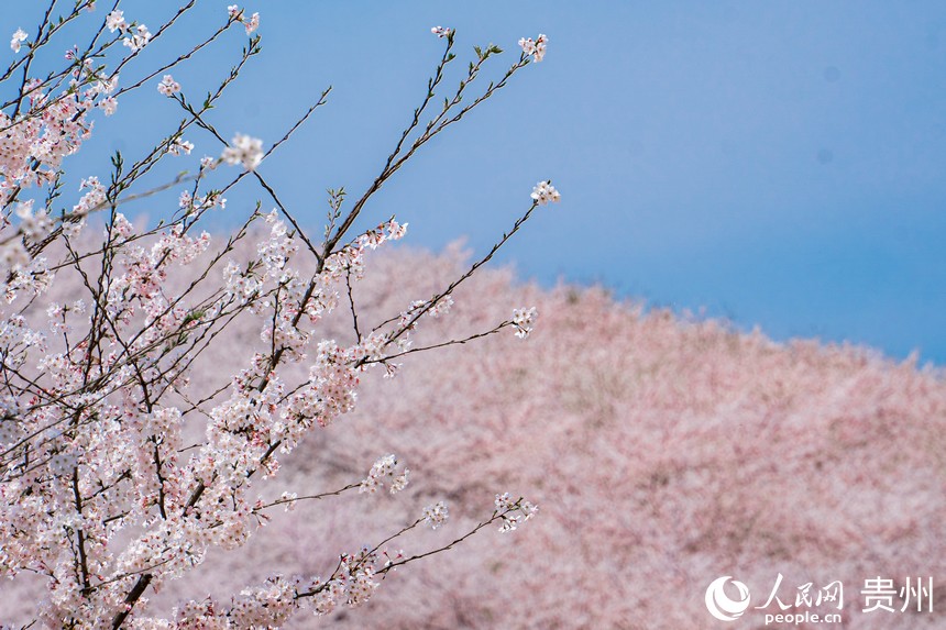 綻放的櫻花映襯在藍(lán)天下。人民網(wǎng) 陽(yáng)茜攝