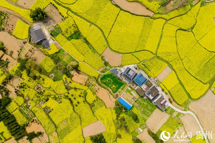 航拍桐梓縣官倉鎮(zhèn)的油菜花田。人民網(wǎng) 涂敏攝