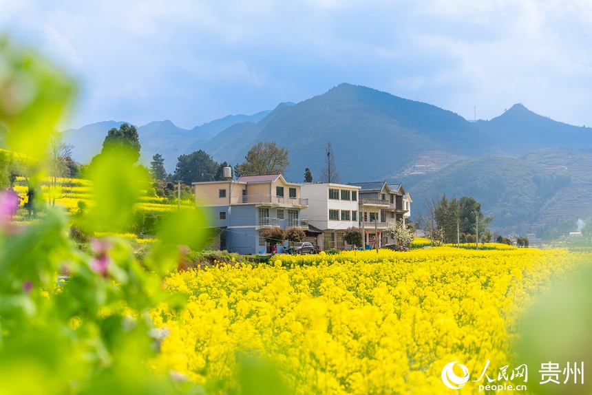 掩映在油菜花叢中的民居。人民網 涂敏攝