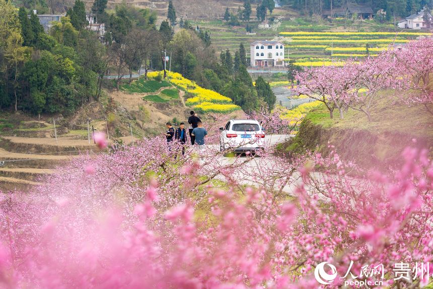 游客在桃園中欣賞盛開的桃花。人民網記者 涂敏攝