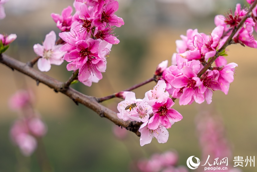 盛開的桃花。人民網記者 涂敏攝