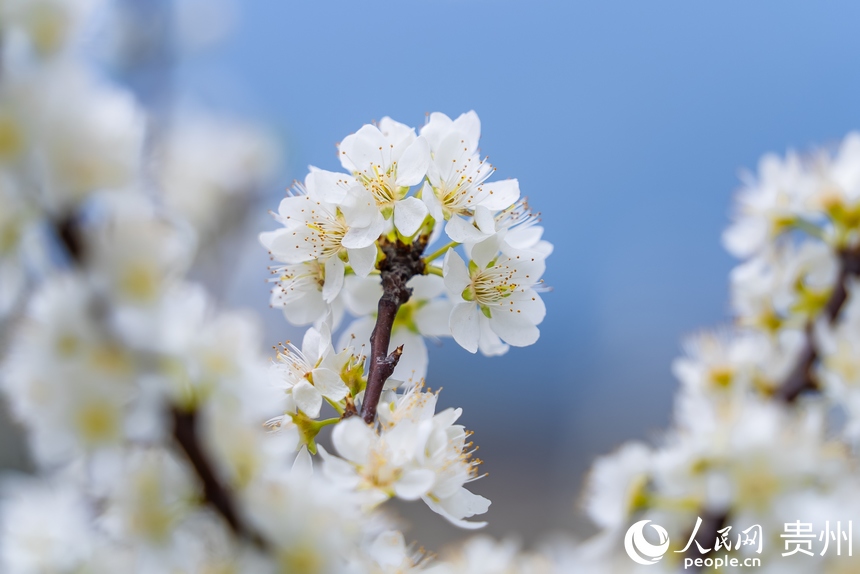 盛開的李花。人民網記者 涂敏攝