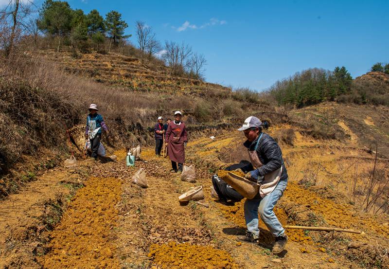 3月25日，安樂溪鄉(xiāng)碗廠村村民利用荒地種植天麻。李學友攝