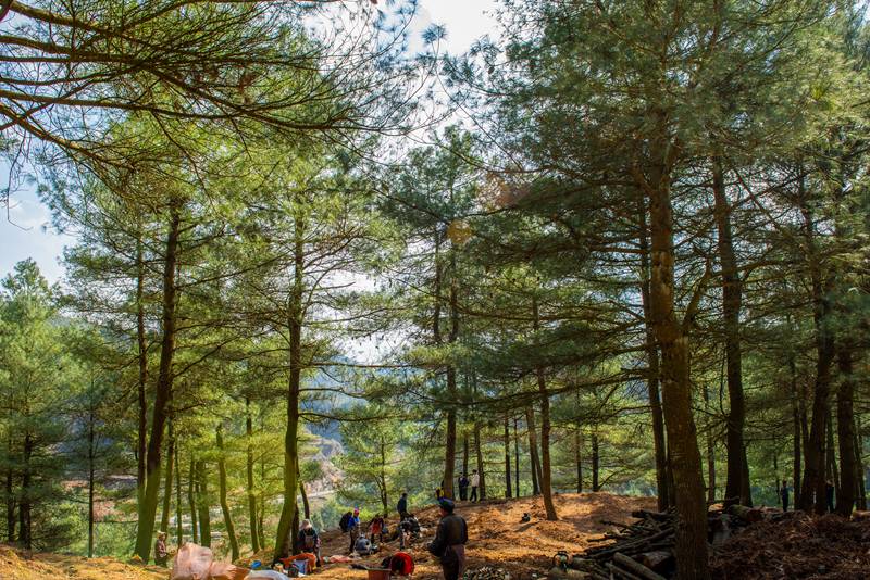 3月25日,安樂溪鄉碗廠村村民林下種植仿野生天麻。 李學友 攝