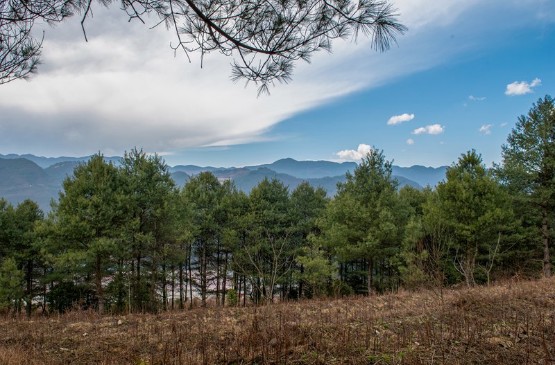 3月25日，安樂溪鄉(xiāng)安樂村林下天麻種植基地迎來多日不見的燦爛陽光。李學友攝