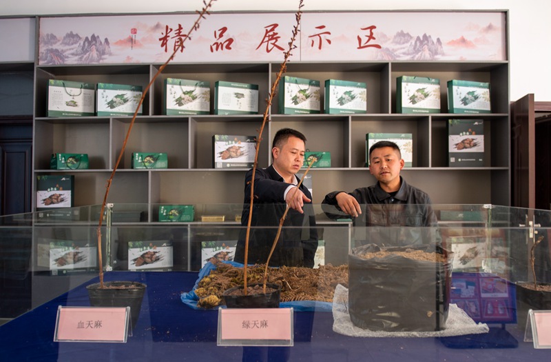 3月24日，安樂溪鄉(xiāng)電子商務中心，技術人員介紹天麻選種、授粉、育種等情況。李學友攝