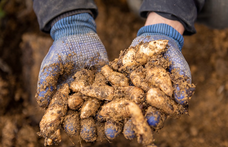 3月25日，安樂溪鄉(xiāng)安樂村村民展示剛采收的天麻種。李學友攝