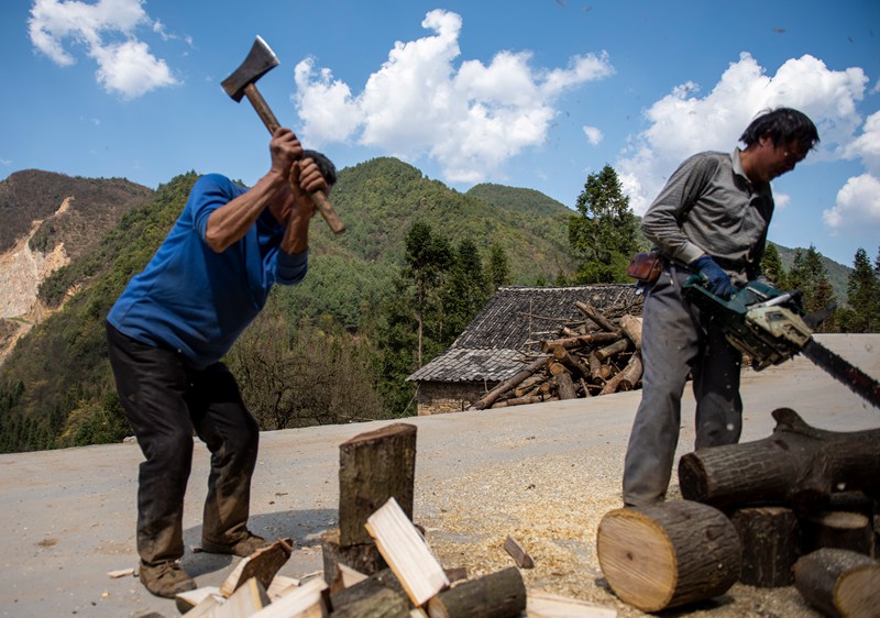 3月25日，安樂溪鄉(xiāng)小河村村民加工天麻種植輔助菌材。李學友攝