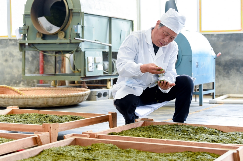 茶企技術總監(jiān)查看茶葉干燥情況。林劍攝