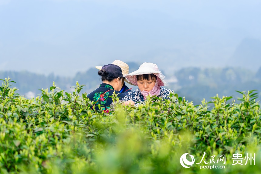 采茶工在茶園內采茶。人民網記者 涂敏攝