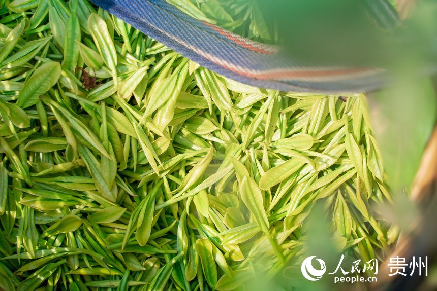 剛剛采摘的茶青。人民網記者 涂敏攝