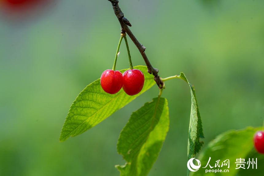 鮮紅色的櫻桃懸掛在枝頭。人民網 陽茜攝