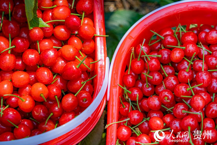 已裝籃準(zhǔn)備售賣的鎮(zhèn)寧櫻桃。人民網(wǎng) 陽(yáng)茜攝