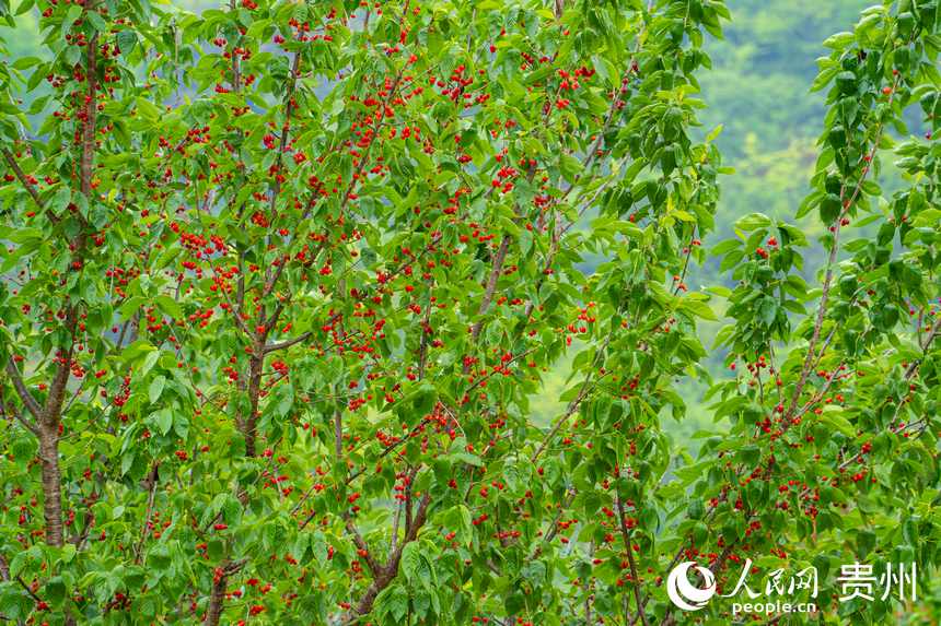 鎮寧櫻桃掛滿樹枝。人民網 陽茜攝
