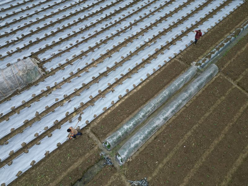 凱里市下司鎮(zhèn)馬場村春耕忙。龍令智攝