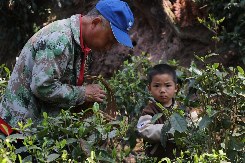 3.村民采摘茶青。七星關區(qū)委宣傳部供圖.jpg