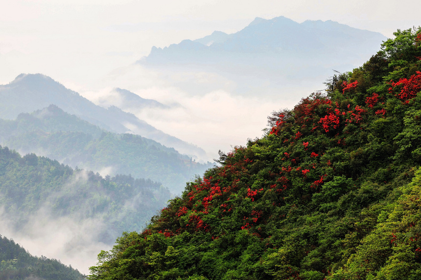 雨后云霧映襯下的野生杜鵑花。