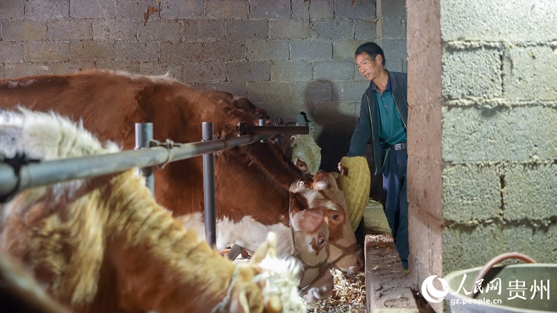 5 海元村村民冷統乖和他養殖的牛。人民網記者 涂敏 攝