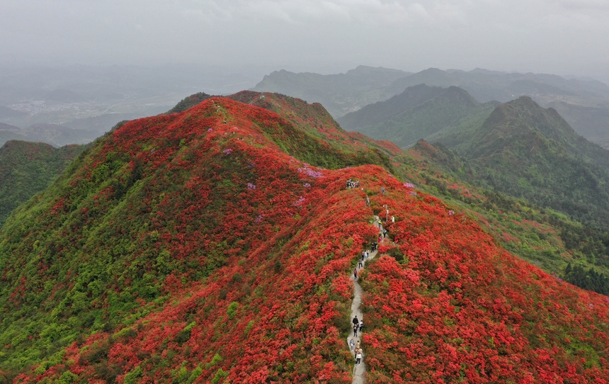 4月29日，游人在貴州省黔東南州丹寨縣龍泉山杜鵑花叢中觀賞游玩。