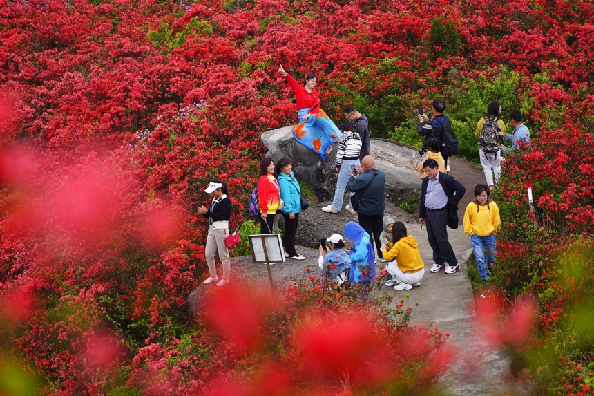 4月29日，游人在貴州省黔東南州丹寨縣龍泉山杜鵑花叢中觀賞游玩。