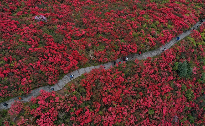 4月29日，游人在貴州省黔東南州丹寨縣龍泉山杜鵑花叢中觀賞游玩。