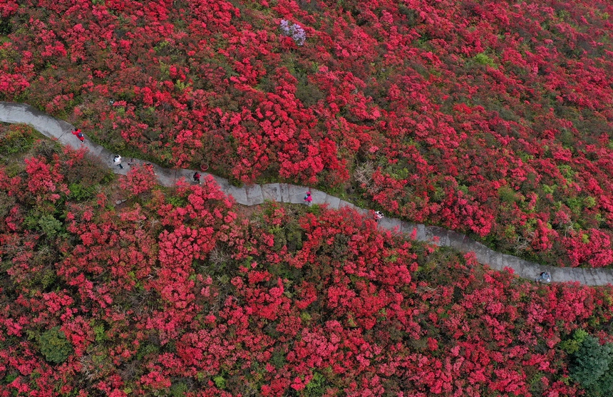 4月29日，游人在貴州省黔東南州丹寨縣龍泉山杜鵑花叢中觀賞游玩。