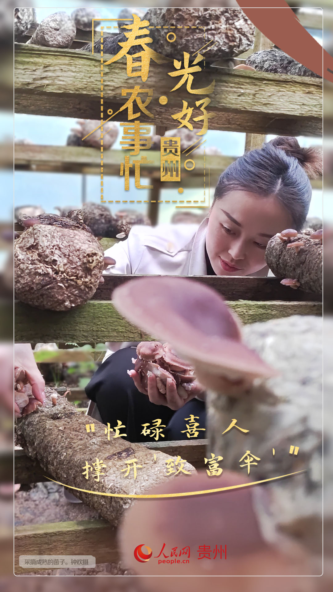 “忙碌喜人 撐開'致富傘'”。