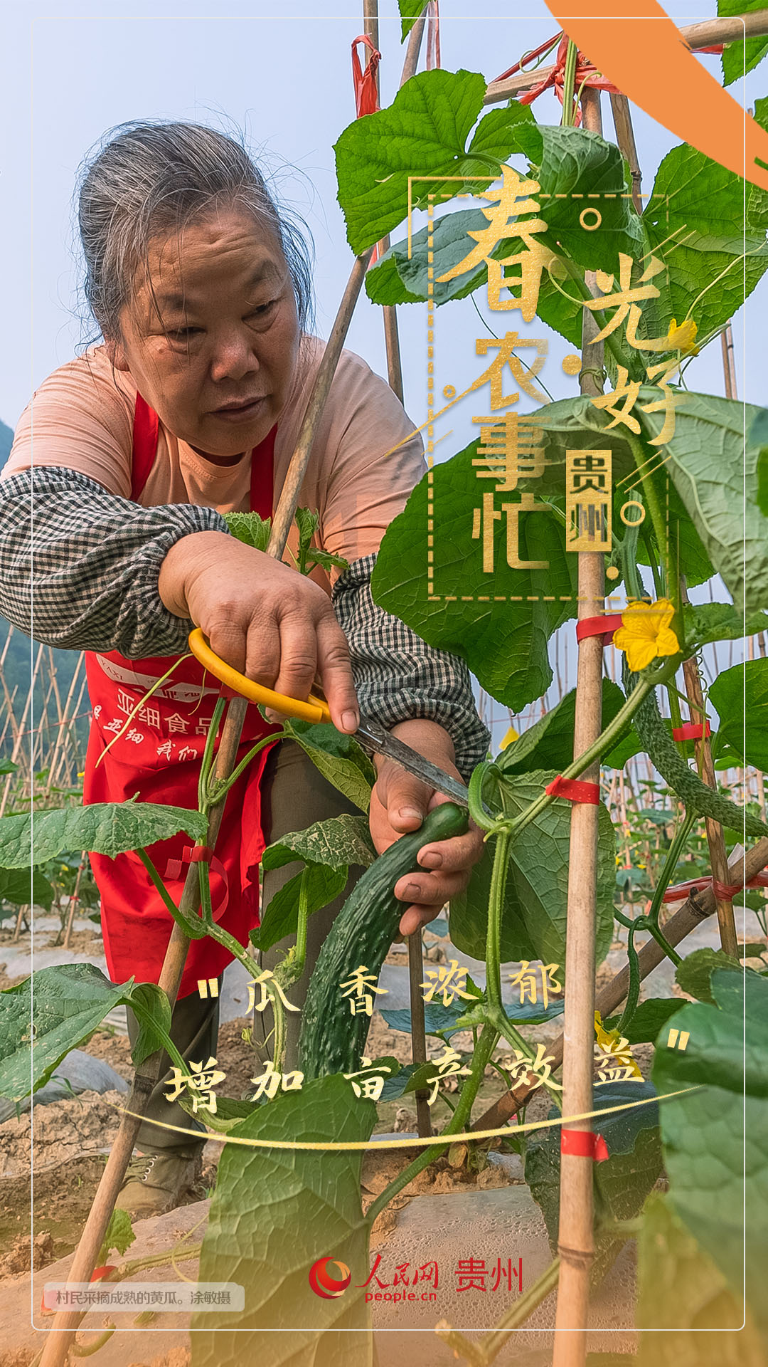 “瓜香濃郁 增加畝產(chǎn)效益”。