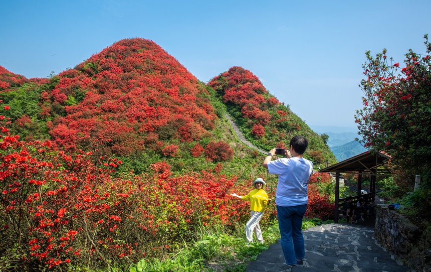 漫山杜鵑開，花海迎客來。唐正攝