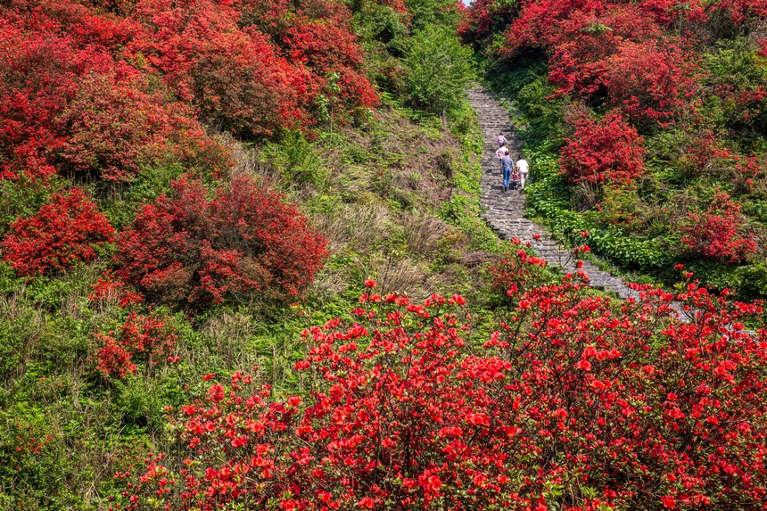 漫山杜鵑開(kāi)，花海迎客來(lái)。唐正攝