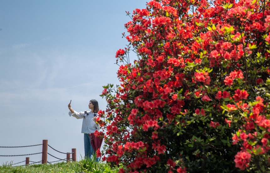 漫山杜鵑開，花海迎客來。唐正攝