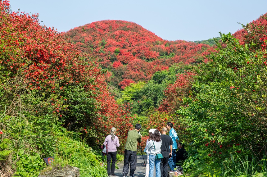 漫山杜鵑開，花海迎客來。唐正攝