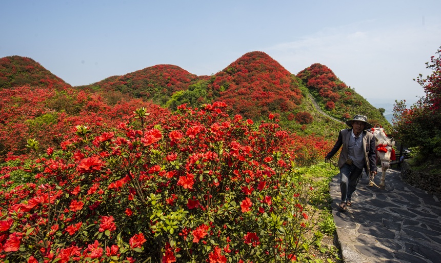 漫山杜鵑開，花海迎客來。朱小松攝