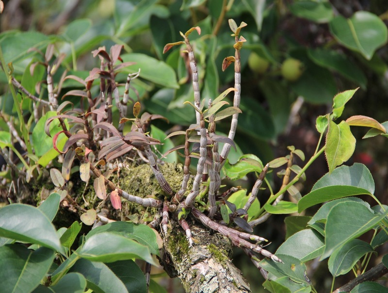 圖為:鐵皮石斛 (2).jpg