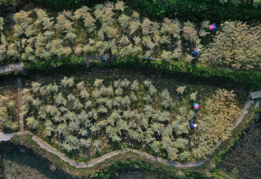 5月5日，村民在收獲油菜籽（無人機照片）。