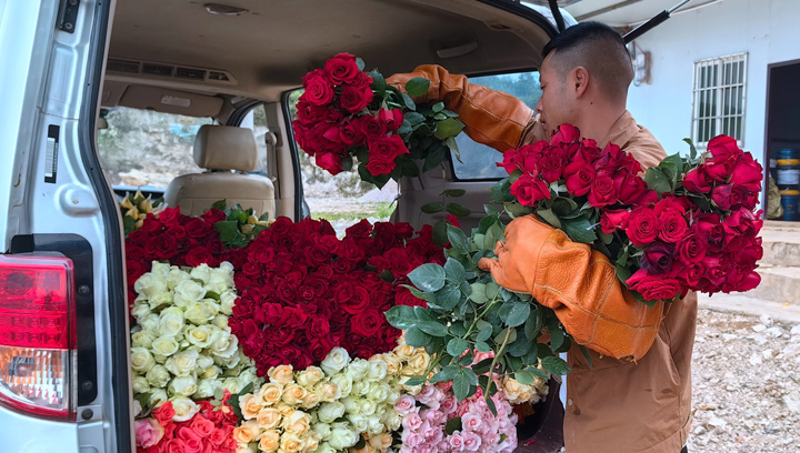 近百畝玫瑰盛開致富花。