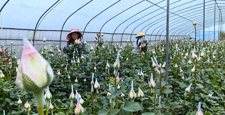 近百畝玫瑰盛開“致富”花。