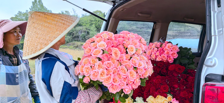 近百畝玫瑰盛開“致富”花。